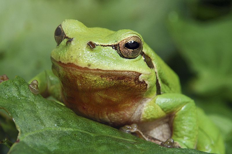 Der Laubfrosch findet in den Nieheimer Tongruben hervorragende Lebensbedingungen